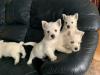 Puppies for sale Netherlands, Petten West Highland White Terrier