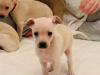 Puppies for sale Greece, Athens Italian Greyhound