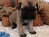 Puppies for sale Denmark, Aarhus Bullmastiff