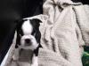 Puppies for sale Cyprus, Paphos Boston Terrier