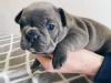 Puppies for sale Lithuania, French Bulldog