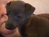 Puppies for sale Greece, Athens Italian Greyhound