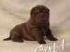 Puppies for sale Germany, Shar Pei