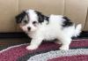 Puppies for sale Spain, San Sebastian Havanese