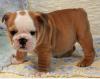 Puppies for sale Cyprus, Paphos English Bulldog