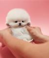 Puppies for sale Spain, Cadiz Pomeranian Spitz