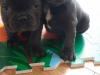 Puppies for sale Cyprus, Nicosia French Bulldog