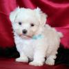 Puppies for sale France, Montpellier Maltese