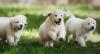 Puppies for sale Germany, Karlstadt Golden Retriever