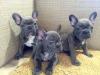 Puppies for sale Netherlands, Rotterdam French Bulldog