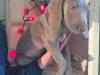 Puppies for sale Cyprus, Limassol Weimaraner
