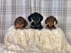 Puppies for sale Cyprus, Nicosia Dachshund