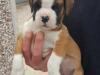 Puppies for sale France, Saint-Etienne Boxer