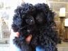 Puppies for sale Poland, Toy-poodle