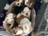 Puppies for sale Greece, Thessaloniki English Bulldog