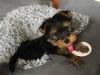 Puppies for sale Germany, Chemnitz Yorkshire Terrier