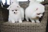 Puppies for sale Netherlands, Hurley Pomeranian Spitz