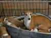 Puppies for sale France, Bordeaux Italian Greyhound