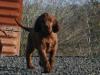 Puppies for sale Cyprus, Nicosia Irish Setter