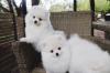 Puppies for sale Netherlands, Hoorn Pomeranian Spitz