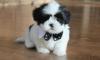 Puppies for sale Ukraine, Odessa Shih Tzu