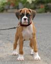 Puppies for sale Spain, Badalona Boxer
