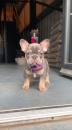 Puppies for sale Canada, Ontario, Toronto French Bulldog