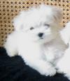 Puppies for sale Spain, Badalona Maltese