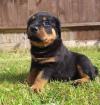 Puppies for sale Germany, Wiesbaden Rottweiler