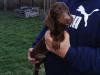 Puppies for sale Cyprus, Paphos Dachshund