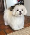 Puppies for sale France, Perpignan Maltese