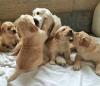 Puppies for sale Germany, Wiesbaden Golden Retriever
