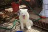 Puppies for sale Germany, Nuremberg Samoyed dog (Samoyed)