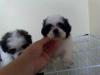 Puppies for sale Germany, Wiesbaden Shih Tzu