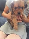 Puppies for sale Germany, Wiesbaden Other breed
