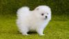 Puppies for sale Spain, Figeyras Pomeranian Spitz