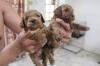 Puppies for sale Germany, Nuremberg Poodle