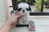 Puppies for sale Germany, Wiesbaden Shih Tzu