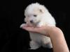 Puppies for sale Netherlands, Groningen Pomeranian Spitz