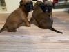 Puppies for sale Denmark, Kopenagen Boxer