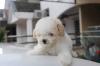 Puppies for sale Germany, Wiesbaden Poodle