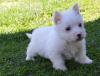 Puppies for sale Spain, Cadiz West Highland White Terrier