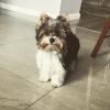 Puppies for sale Spain, Badalona , Biewer Terrier