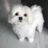 Puppies for sale Spain, Granada Maltese