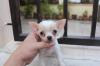 Puppies for sale Romania, Bucharest Chihuahua
