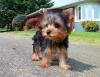 Puppies for sale Germany, Berlin Yorkshire Terrier