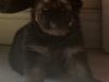 Puppies for sale Cyprus, Paphos German Shepherd Dog