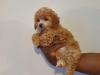 Puppies for sale Netherlands, Toy-poodle