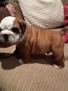 Puppies for sale Spain, Murcia English Bulldog