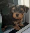 Puppies for sale Spain, Lerida Yorkshire Terrier